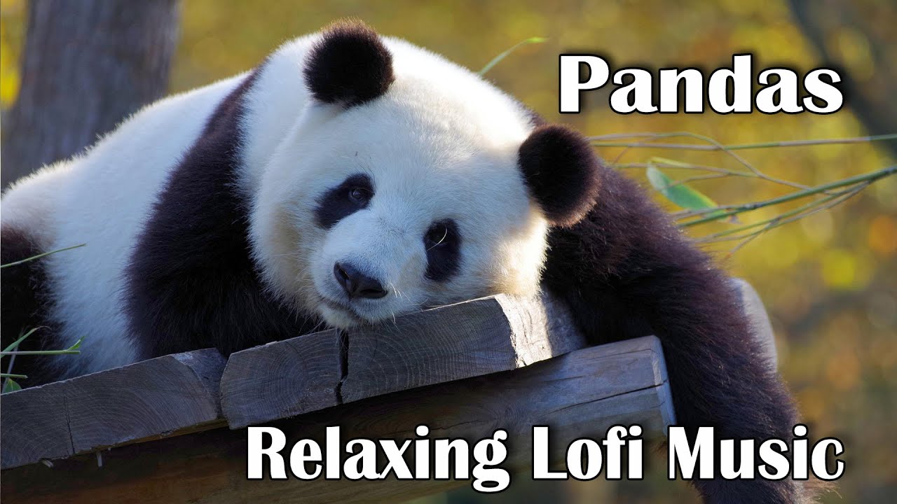 Pandas and Chill Lofi Background Music - Calm Relaxing Music Playlist with Panda Screensaver