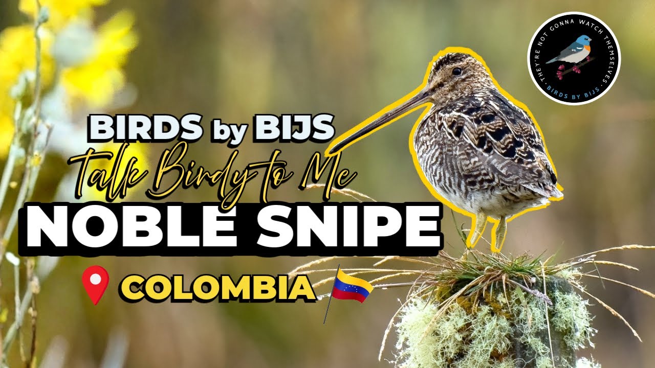 Noble Snipe - Birding Colombia - BIRDS by BIJS
