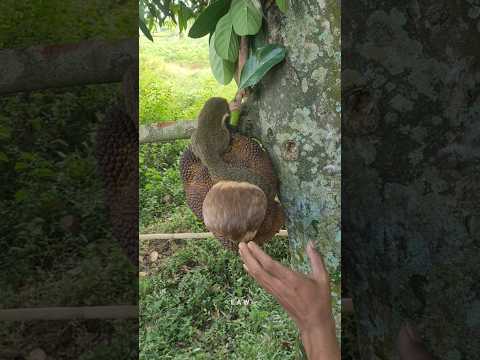 hewan imut sedang main di buah #nature #shortsviral