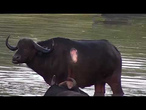 Djuma: Large Buffalo herd-Pt:2 - 17:50 - 01/17/2023