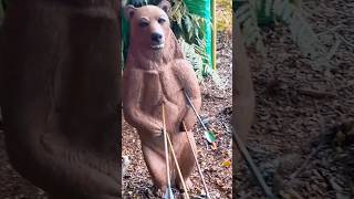 Download lagu Beautiful arrow flight, tho the aim was a little. #shorts mp3