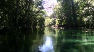 Gone gigging with the pine tree three