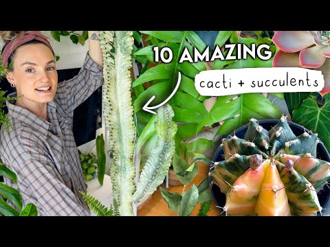 I'm a Cactus Convert (+ a sucker for succulents) 🌵 TOP 10 AMAZING Cacti + Succulents