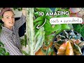 I M A Cactus Convert A Sucker For Succulents TOP 10 AMAZING Cacti Succulents