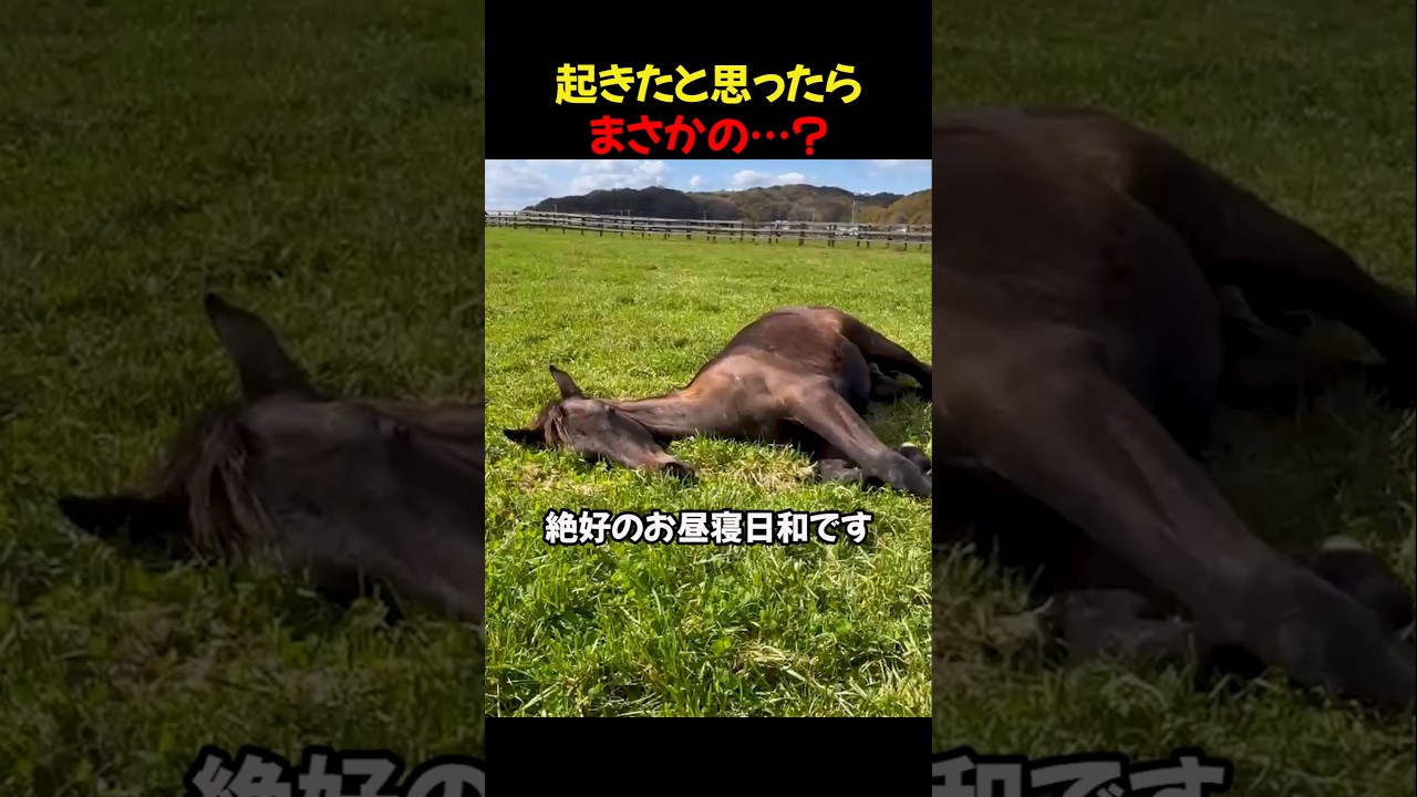 世界一幸せな昼下がり。生後まもない仔馬の、無防備すぎる二度寝💤