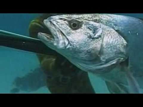 Spearfishing | Catching Big Fish Spear Fishing Snorkeling