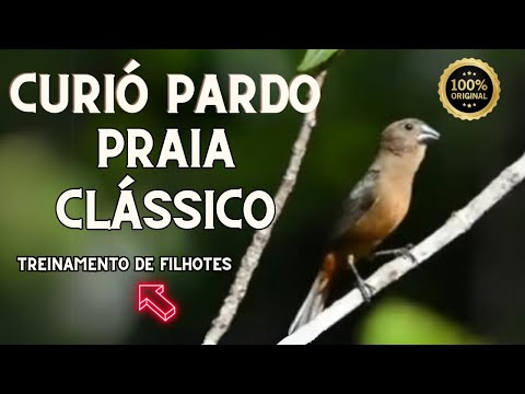 Curió canto praia grande clássico perfeito para filhotes!
