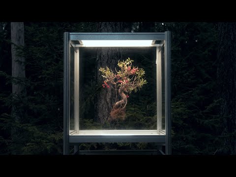 Solo Ansamblis - Šermukšnis