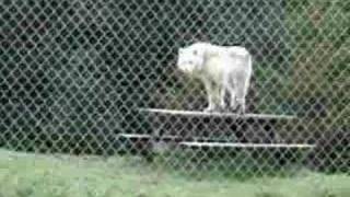 Save the Wolves! &quot;White Wolf Sanctuary&quot; in Oregon