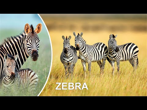 Compilation de vidéos drôles de zèbres
