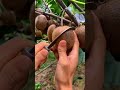 Kivi Fruits