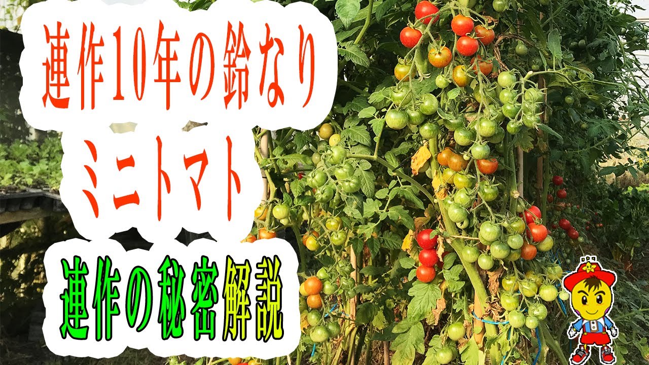 自然栽培における連作の可能性 土が作物を育てるプロになる仕組み