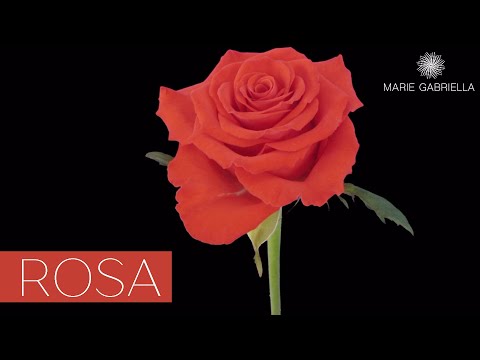 Rosa - Marie Gabriella