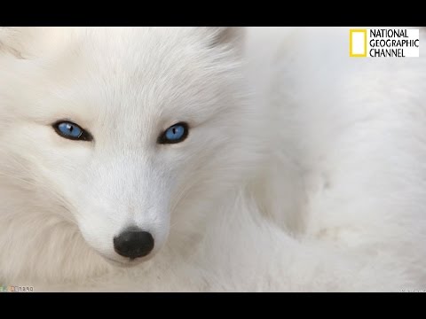 La Quête Des Renards De l'Arctique : Reportage Animalier