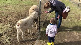 "Gilroy Ostrich Farm" on 1/30/2021.   22 mo old daughter seeing Ostriches for the very first time!