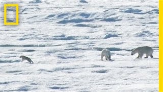 EXCLUSIVE: Male Polar Bear Chases and Eats Cub | National Geographic