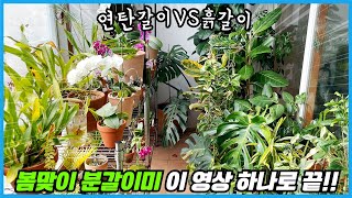 식물 화초 분갈이 겁내지 말고 이대로만 해보세요!! 분갈이의 정석!!