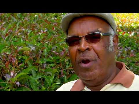 特種茶在肯亞引起轟動 (Specialty tea causes a stir in Kenya)