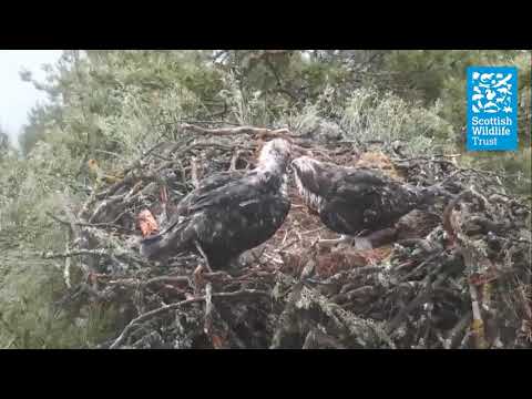 Osprey chicks flapping their wings