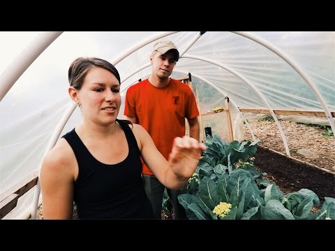 They Built This Greenhouse for $400 Video