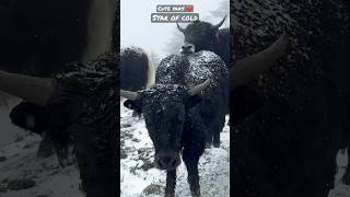 Download lagu Yaks are stars of tawang #animallover #tawang #arunachalpradesh mp3