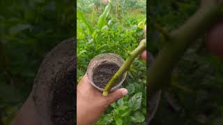 Download lagu Using this method to cut orange cuttings is guaranteed to work #shorts mp3