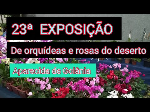 EXPOSIÇÃO DE ORQUÍDEAS E ROSAS DO DESERTO EM APARECIDA DE GOIÂNIA 