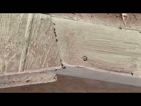 Massive Swarm of Ants Found in the Shed in Hopewell, NJ