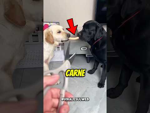 QUESTI CANI SONO VERI AMICI 🥹 #shorts