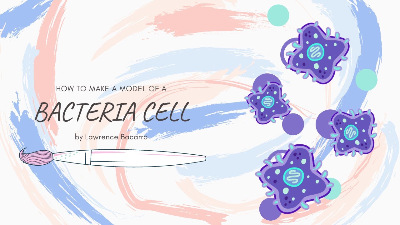 DIY 3D Model of a Bacteria Cell