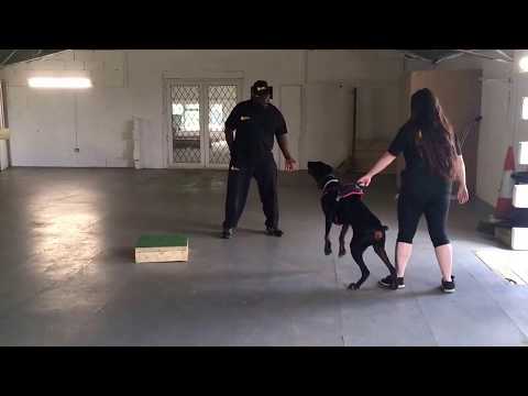 IDRIS 14 Month Old Doberman protection training