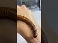 Facts About Pet Millipedes