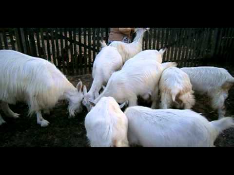 Caprite la Plescuta - Mondo News