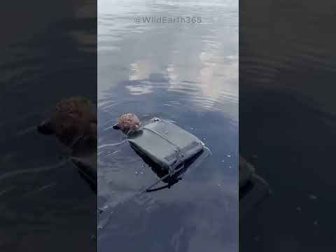 IL GIAGUARO CHE FUGGIVA DALL'UOMO