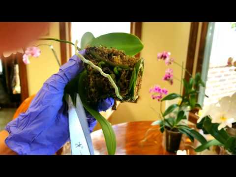 Watch me repot my miniature phalaenopsis in moss.