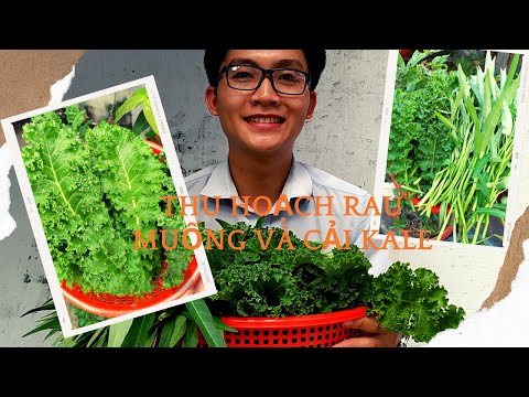 , title : 'Thu hoạch cải kale và rau muống | Trồng rau ở công ty | Anh Tuấn LA'