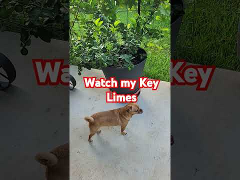 Yappy Security   Subscribe to me and I will subscribe to you