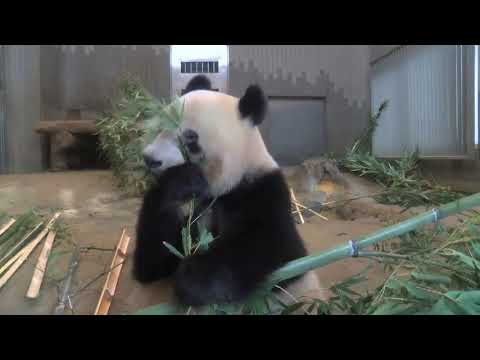 シャンシャン1005日齢 2020年3月13日撮影