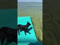 Dog Poops On Floating Sheet While Owner Attempts To Capture Her First Water Jump 1410977