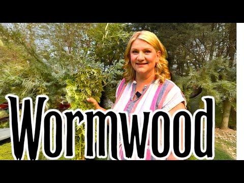 Wormwood Health Benefits, Uses, and Contraindications