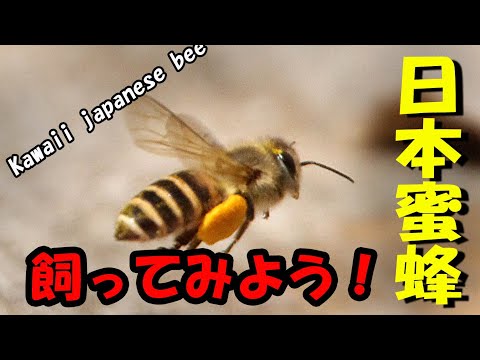 , title : '日本蜜蜂を飼ってみよう　庭先養蜂　趣味の養蜂　週末養蜂　家庭養蜂　蜜蜂との暮らし　待受け箱　日本ミツバチ飼育方法　のんびりおやじJHB'