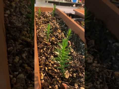 Monkey Puzzle Tree seedlings