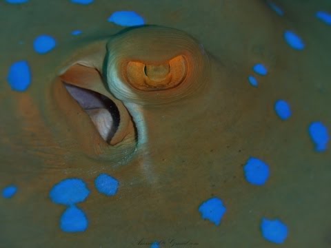 Red Sea fish species & corals