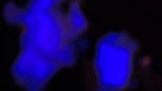 The Black Ryder - Let Me Be Your Light (Live at Austin Psych Fest/ Levitation May 9th, 2015)