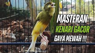 Download lagu Masteran Kenari Gacor Paling Ampuh & Respon Cepat!! kenari macet bunyi Langsung Nyaut mp3 Download lagu Masteran Kenari Gacor Paling Ampuh & Respon Cepat!! kenari macet bunyi Langsung Nyaut mp3