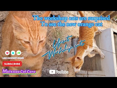 The workshop cats are surprised To see the new orange cat | Cat-addict