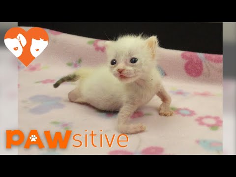 Kitten With Twisted Arms and Legs Refuses to Give Up | PAWsitive 🧡