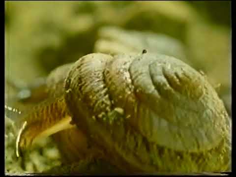 OU course S298 (Genetics) Ep 06 of 10 Patterns of Diversity (1987)