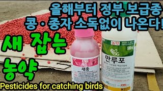 새잡는 농약. 정부보급종 앞으로 소독없이 나온단다. Pesticides for catching birds