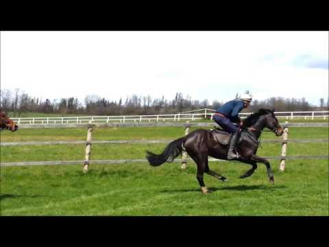 Zaskakování mladých koní na proutěných překážkách